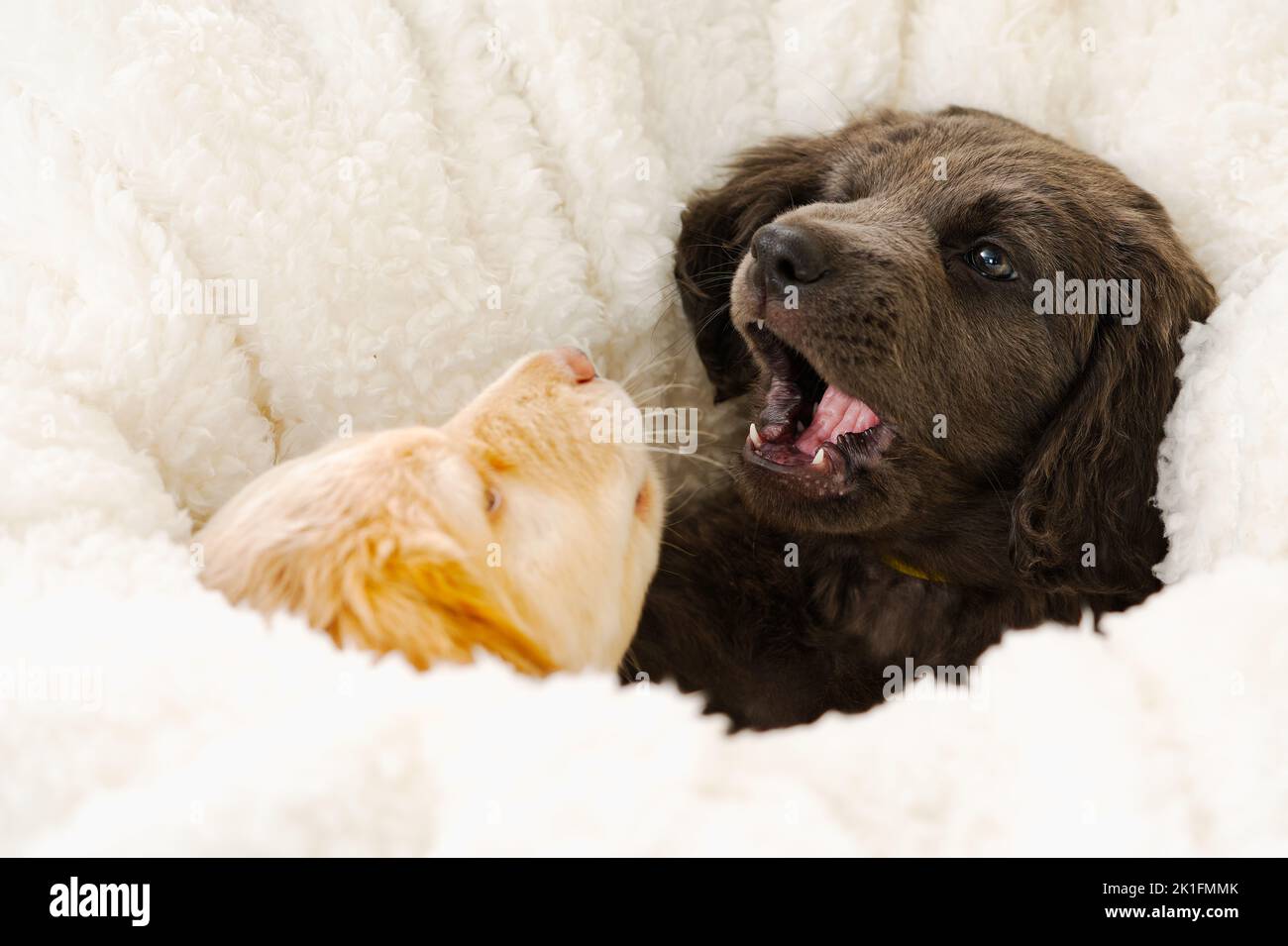 couple of cute puppies play with each other. Hovawart breed. cute and funny young puppy. Stock Photo