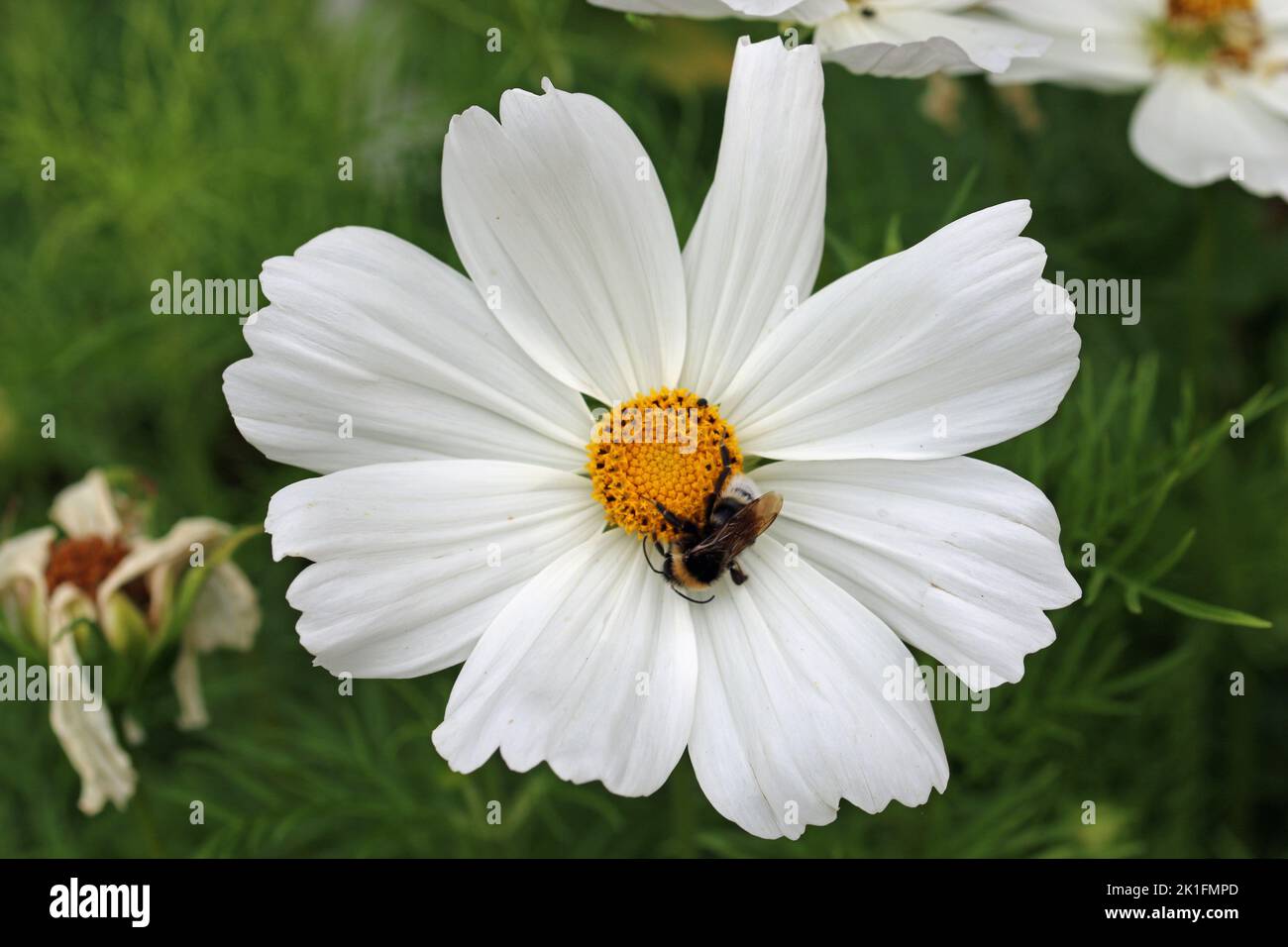 White Mexican aster flower, Cosmos bipinnatus, in close up with a bumblebee, Bombus species, and blurred leaves and flowers in the background. Stock Photo