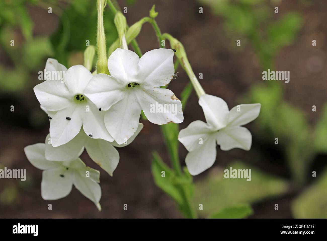 White tobacco plant, Nicotiana species, flowers in close up with a blurred background of leaves. Stock Photo