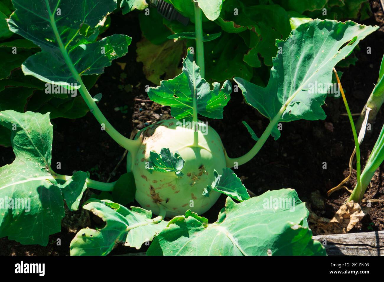 beautifully grown organically grown kohlrabi outdoors close-up Stock Photo