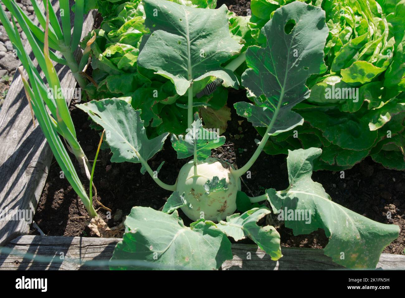 raised bed with a large kohlrabi in the warm summer sun Stock Photo