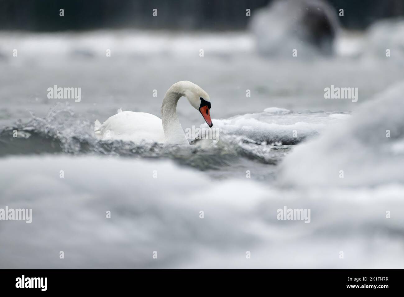 Mute swans swimming in the ice cold water between icy and snow covered rocks and splashing waves in the Baltic Sea. Stock Photo