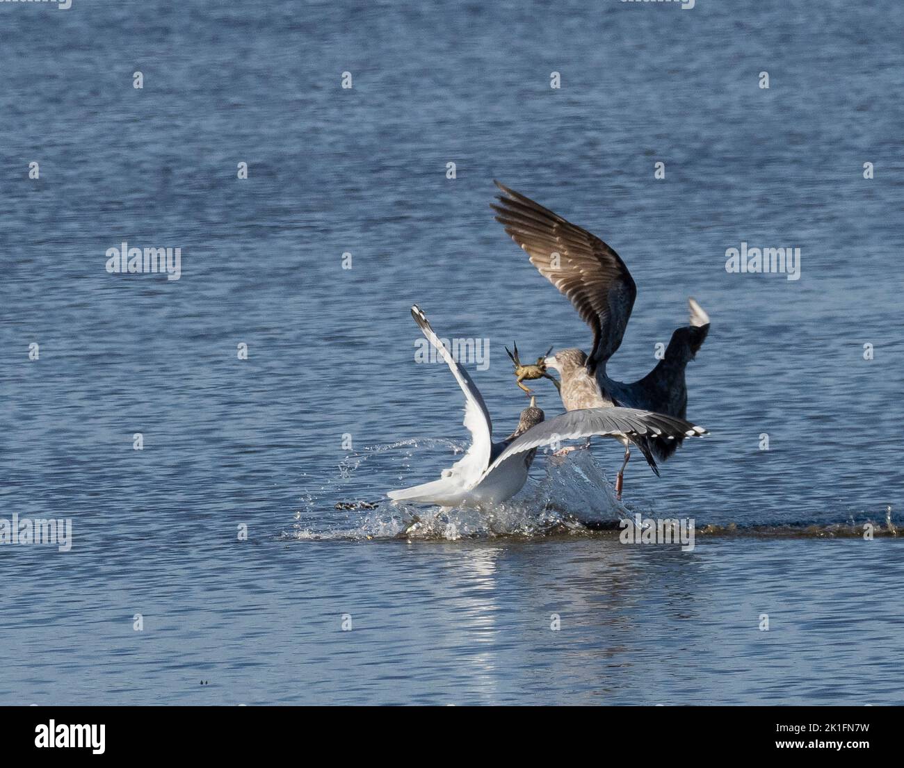 Adult Herring Gull (Larus argentatus) attempts to steal small crab from juvenile Herring Gull Stock Photo