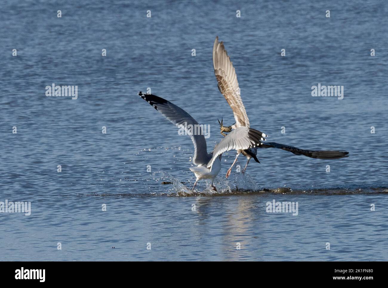 Adult Herring Gull (Larus argentatus) attempts to steal small crab from juvenile Herring Gull Stock Photo