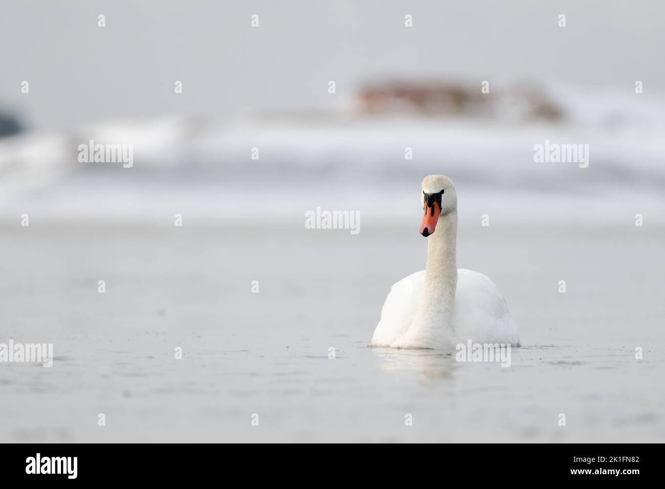 Mute swans swimming in the ice cold water with icy and snow covered island on the background. Stock Photo
