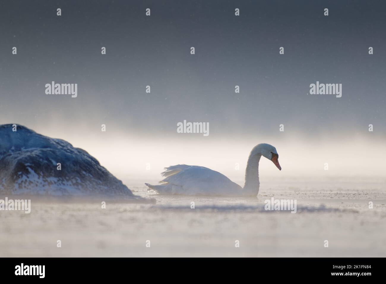 Mute swans swimming in the ice cold water with sea fog arising from the Baltic Sea. Stock Photo