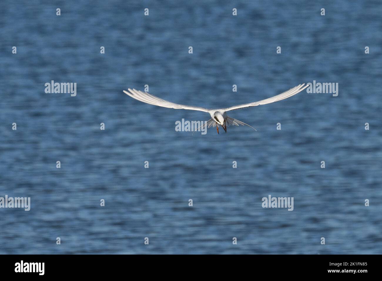Forster's Tern (Sterna forsteri) hovering while looking for fish Stock Photo