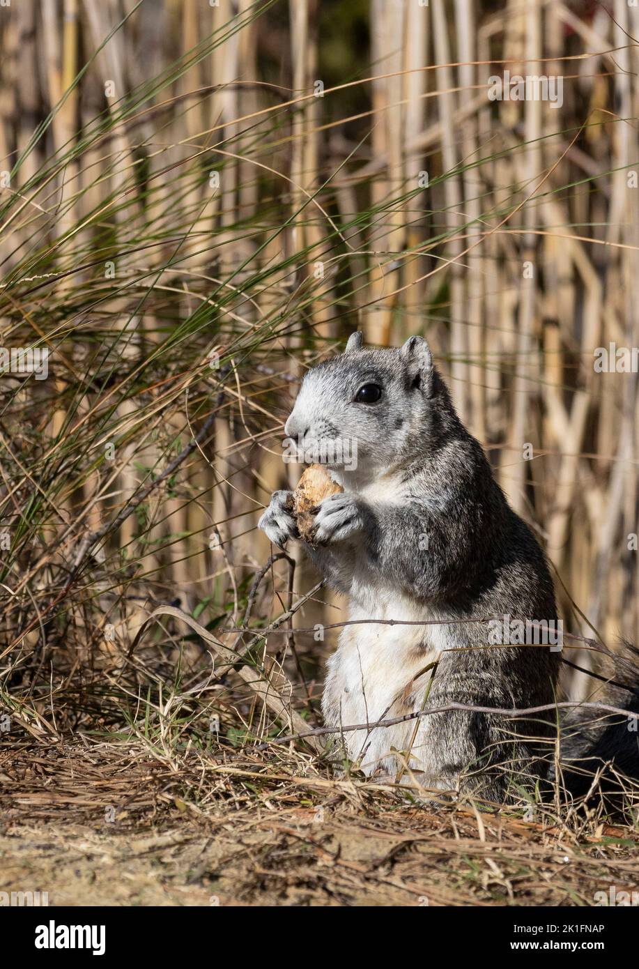 Delmarva Fox Squirrel (Sciurus niger cinereus) Stock Photo