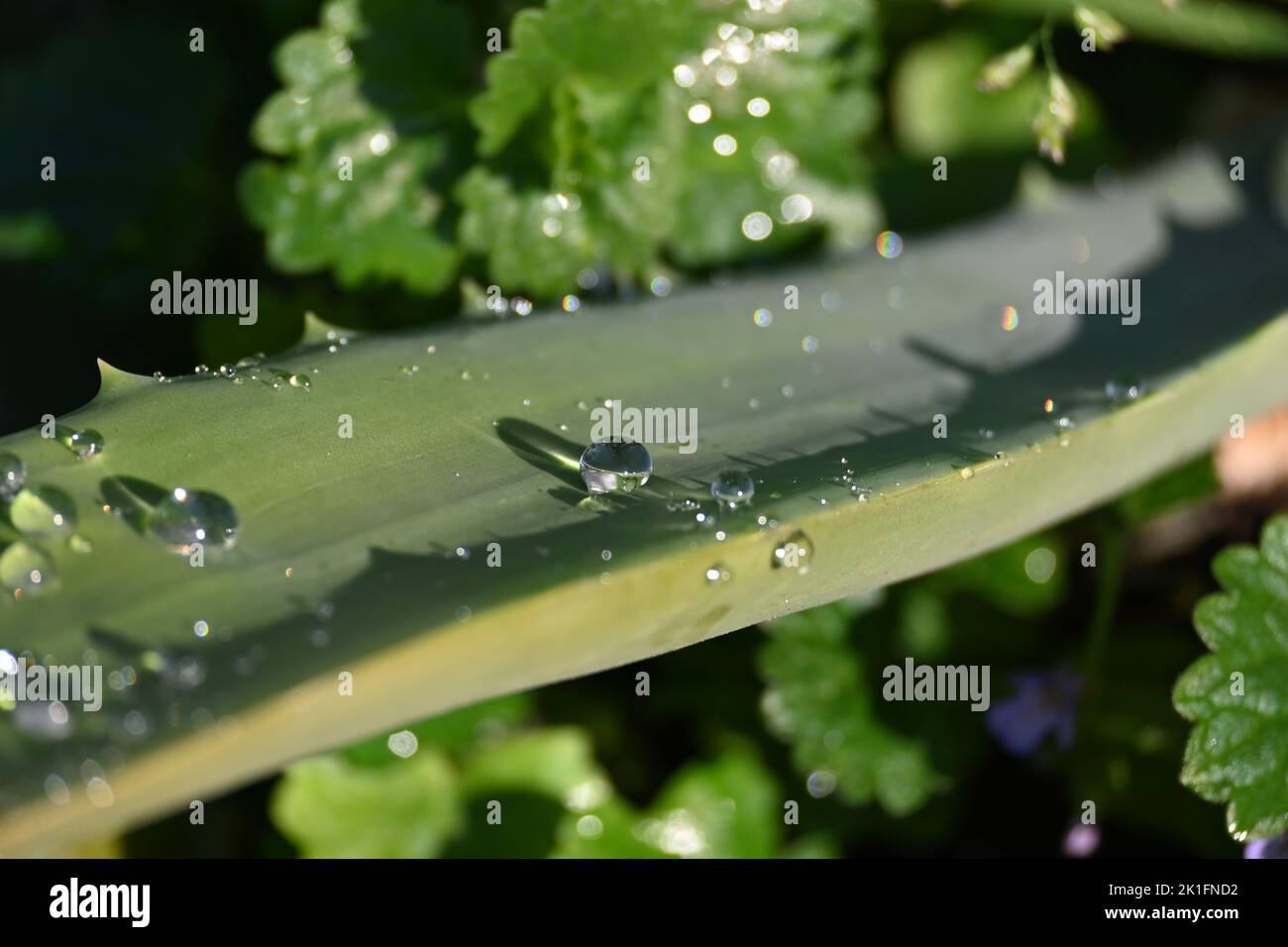 Aloe Vera with water drops Stock Photo