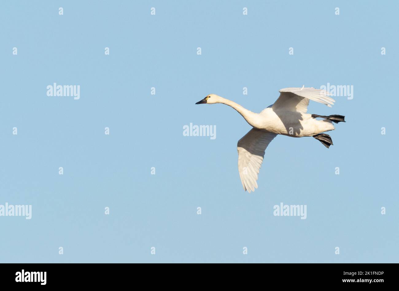 Tundra Swan (Cygnus columbianus) in flight Stock Photo