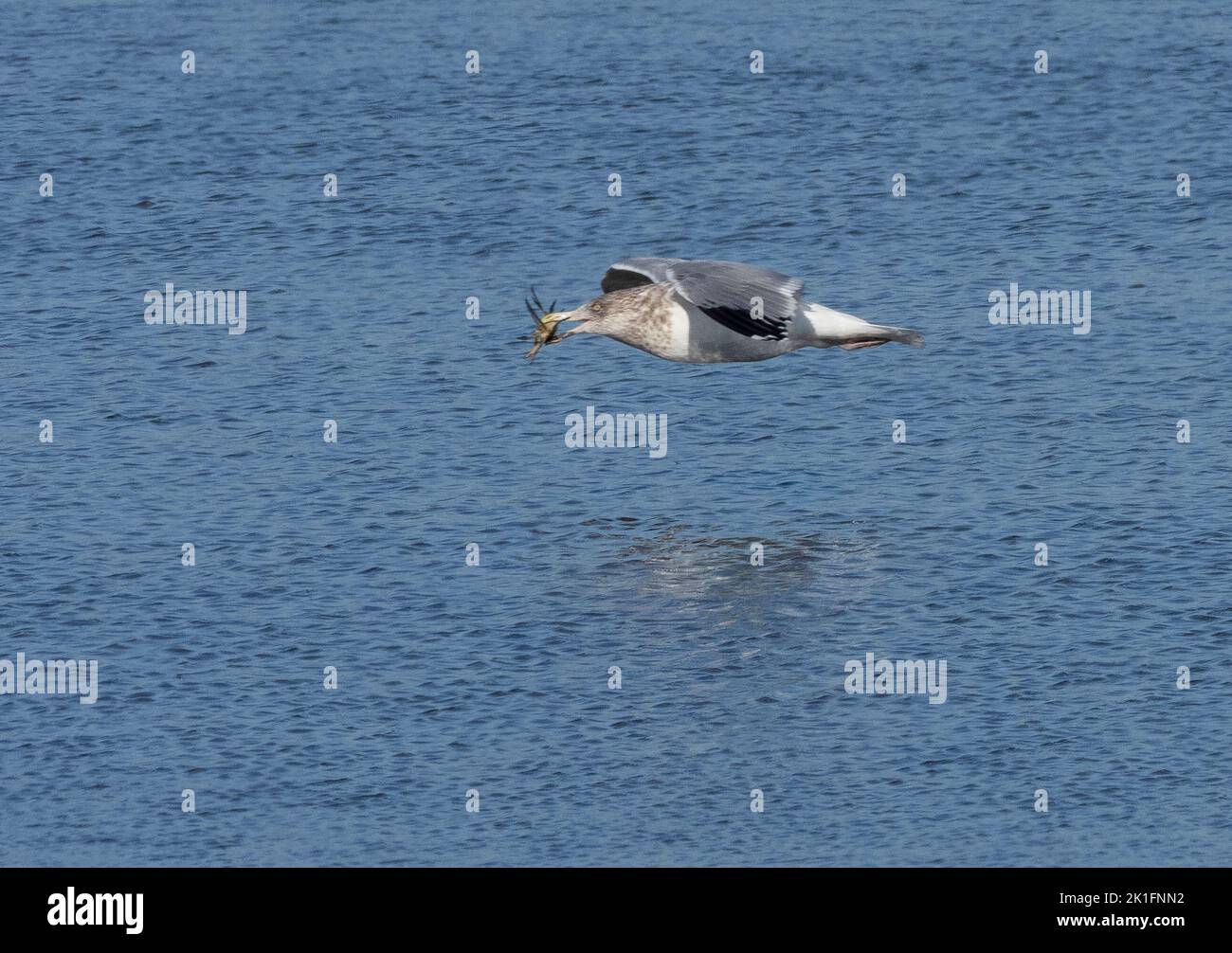 Herring Gull (Larus argentatus) in flight over water with crab in beak Stock Photo