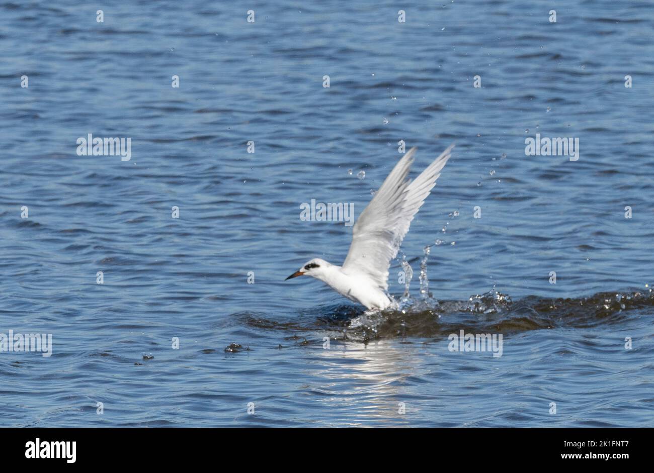 Forster's Tern (Sterna forsteri) taking flight after diving on  fish Stock Photo