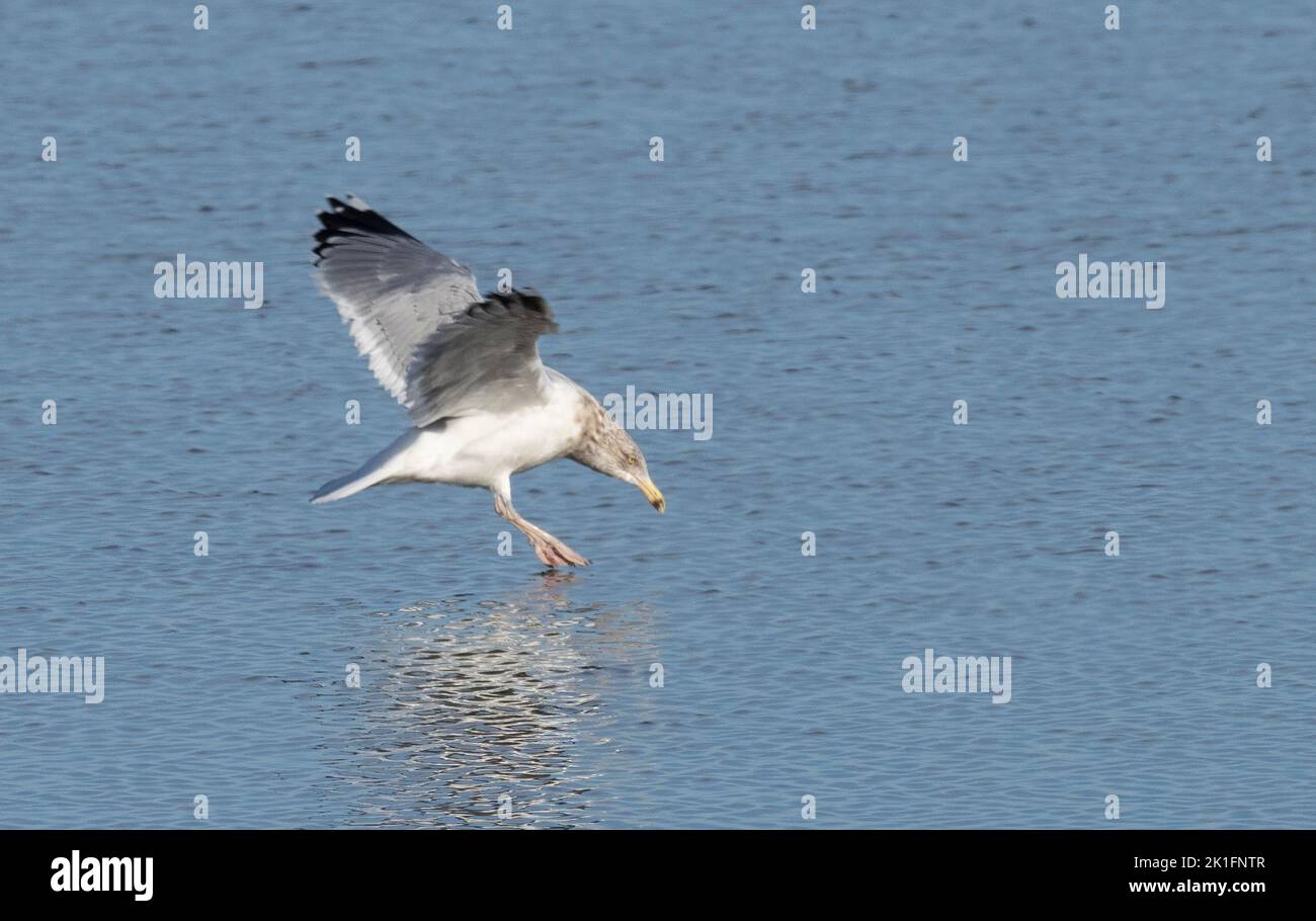 Herring Gull (Larus argentatus) coming in to land on water Stock Photo