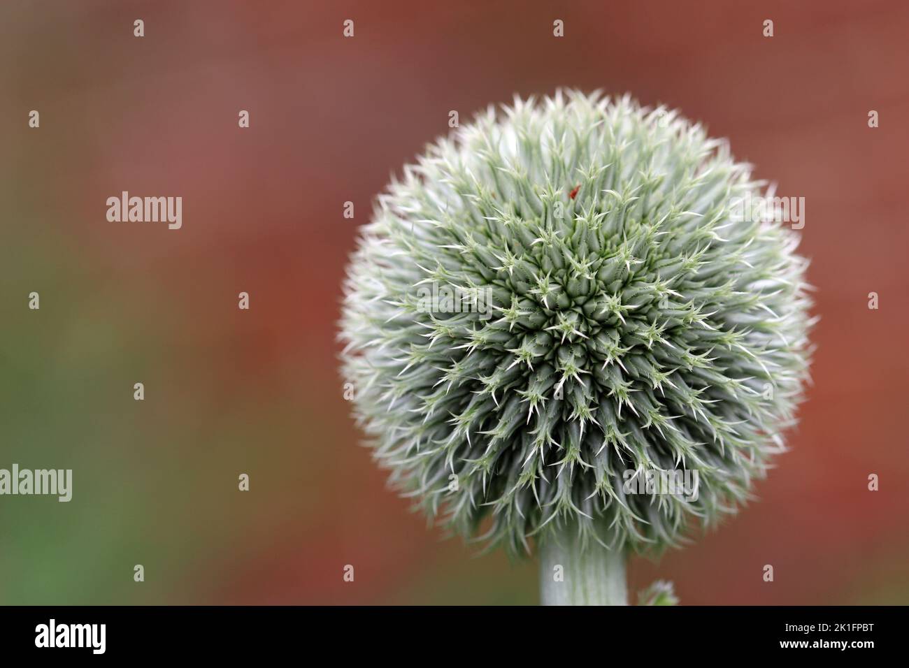 Green and white globe thistle, Echinops species, flower in close up with a blurred brown and green background. Stock Photo