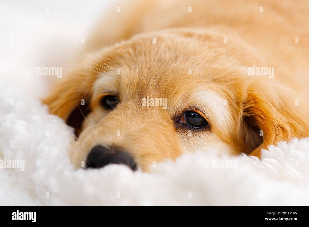 Cute Blond puppy lying on white blanket. This is a breed of Hovawart bred in Germany as a watch dog. Stock Photo