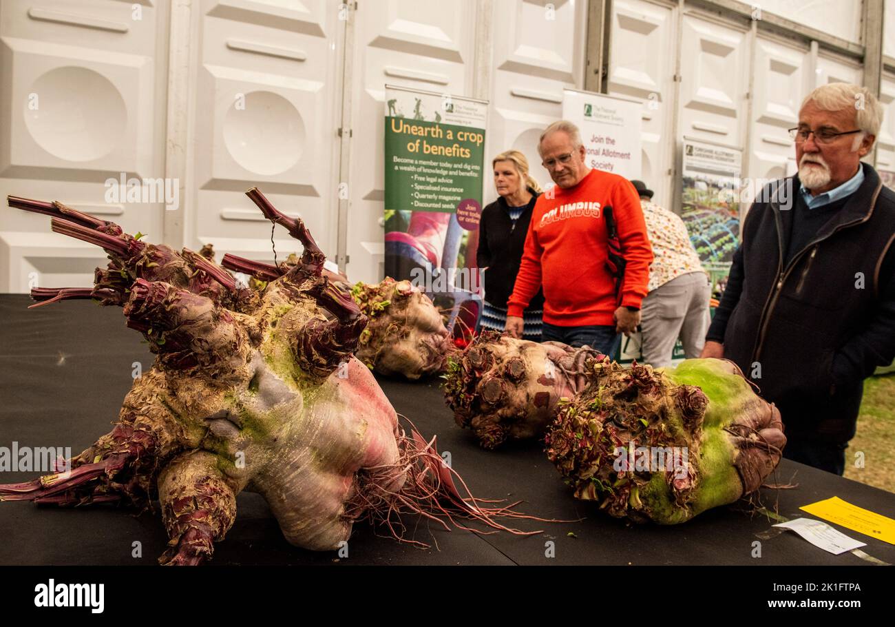 Ripon, North Yorkshire, 18th September 2022. The last day of the Harrogate Autumn Flower Show. Visitors look at the massive vegetables on display. Picture Credit: ernesto rogata/Alamy Live News Stock Photo