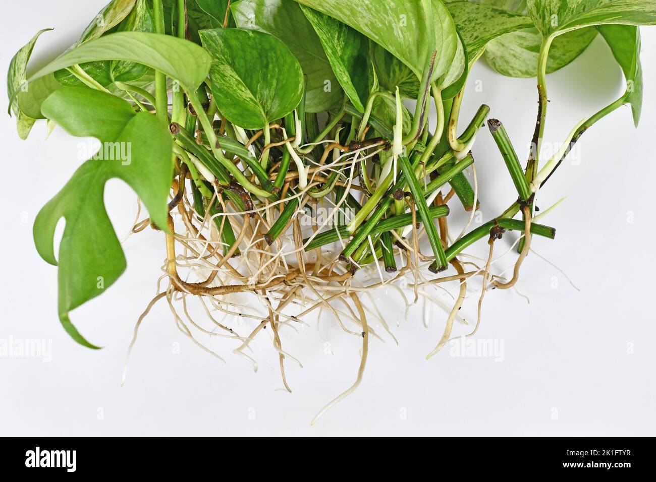 Bunch of Marble Queen pothos houseplant cuttings with long bare roots Stock Photo