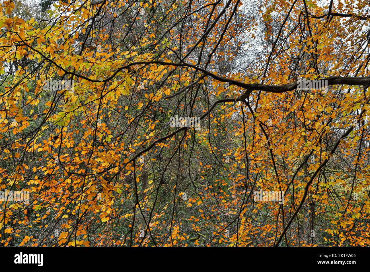 Beech leaves on branches in Autumn in vivid yellows and orange colours Stock Photo