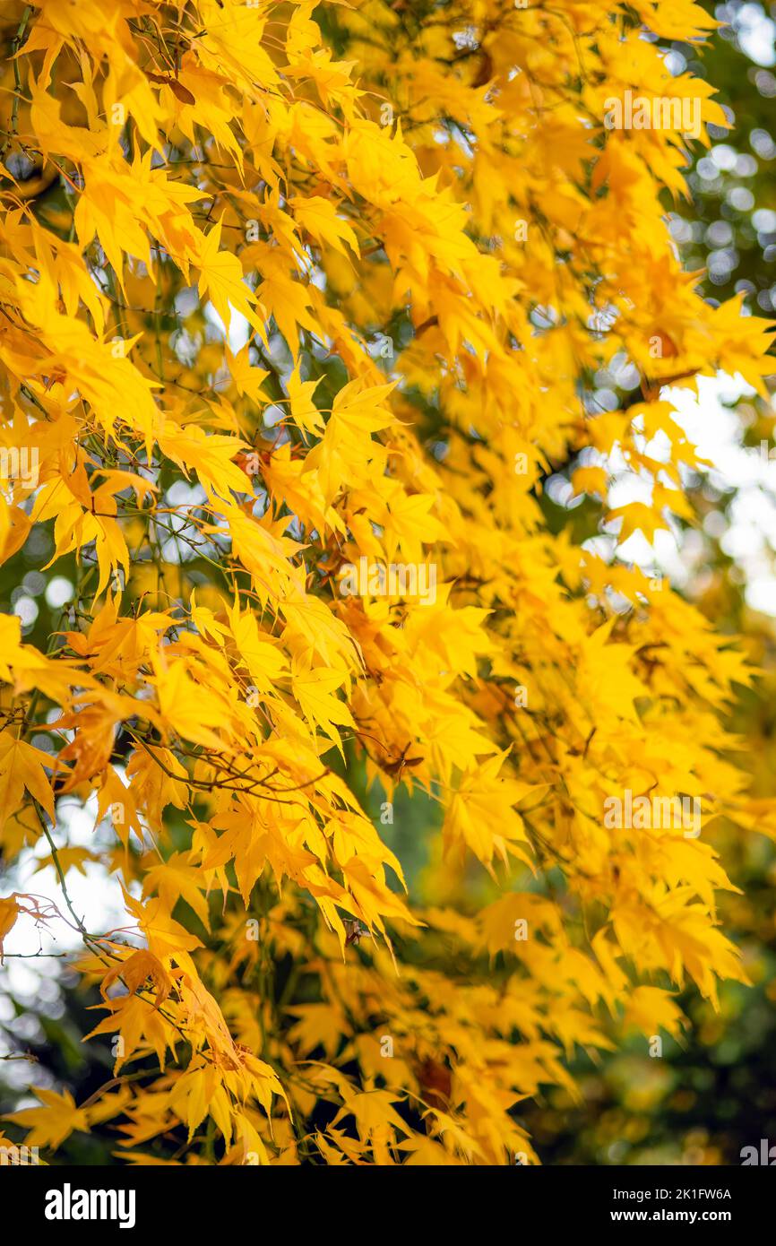 Japanese Maple, Acer Palmatum in beautiful vivid autumnal  yellow colours Stock Photo