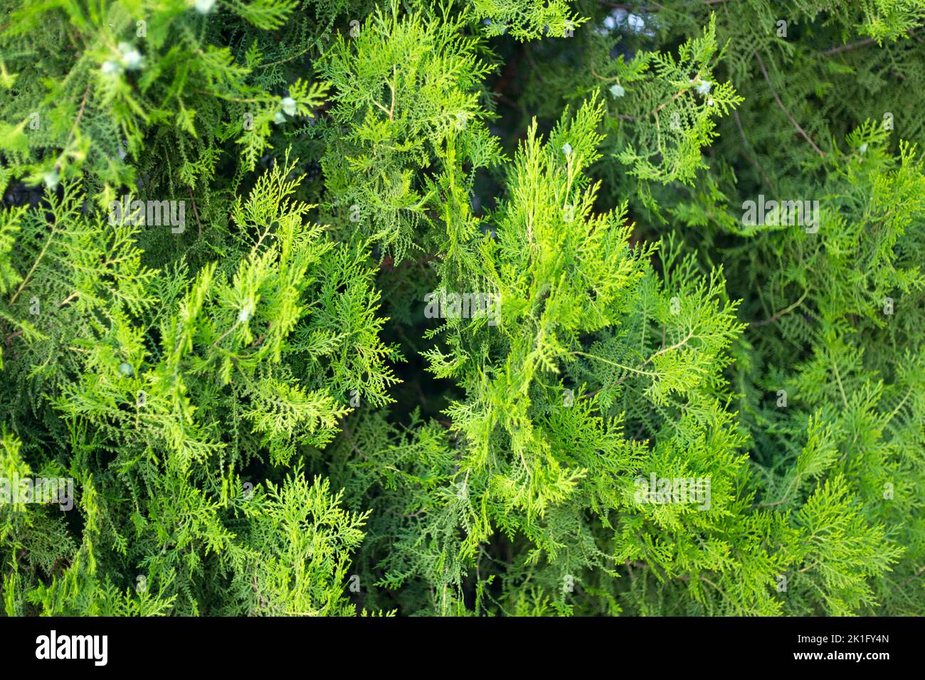 Thuja branches with cones close up background. Stock Photo