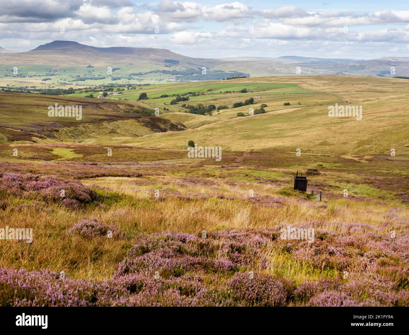 Heather moorland on the Bowland Moors, damaged by the grouse shooting industry, Yorkshire, UK with grouse butts. Stock Photo