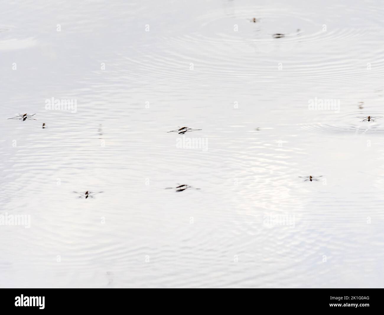 Pond Skater, or Water Striders on the River Brathay in Ambleside, Lake District, UK. Stock Photo