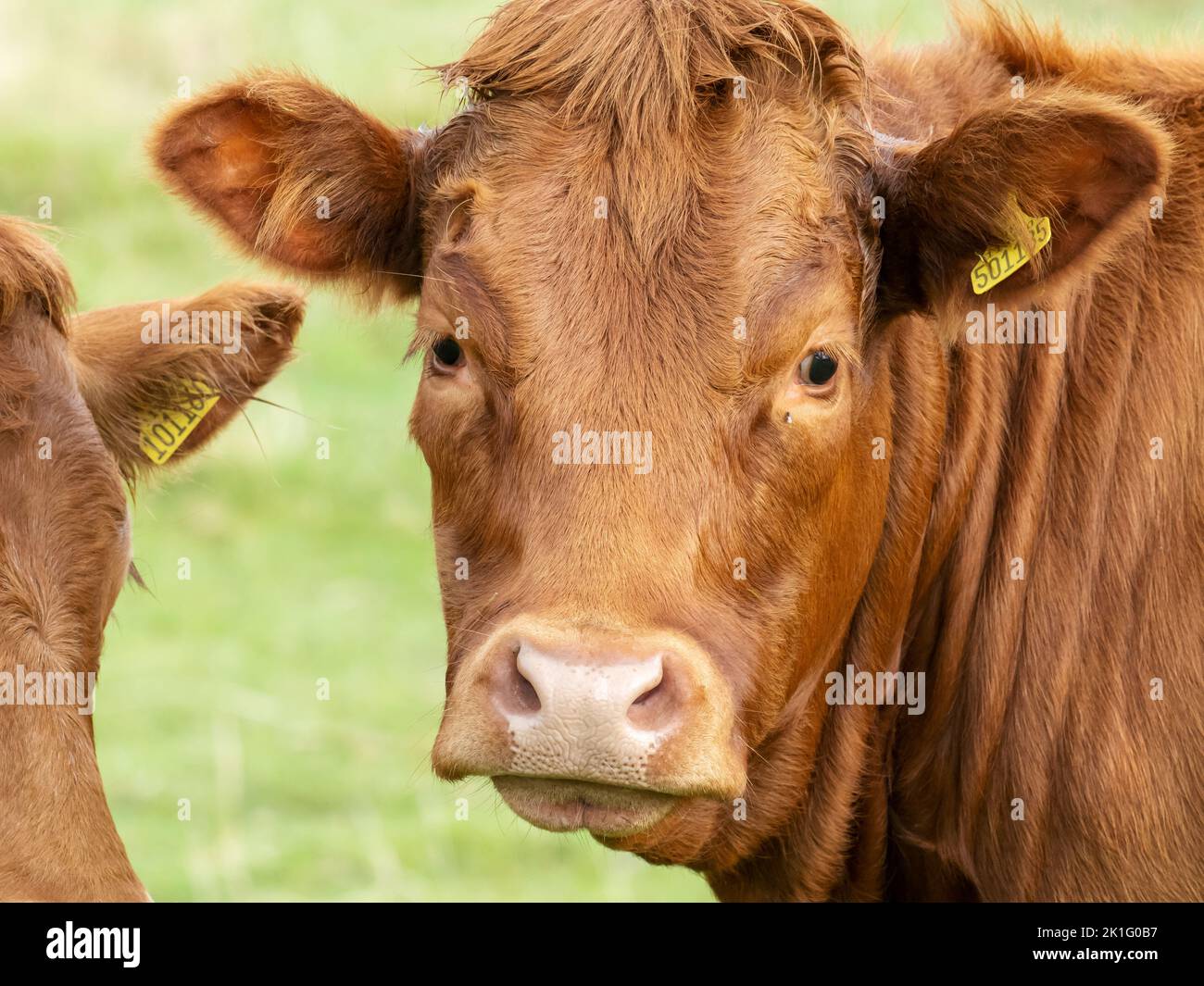 A cow in Ambleside, Lake District, UK. Stock Photo