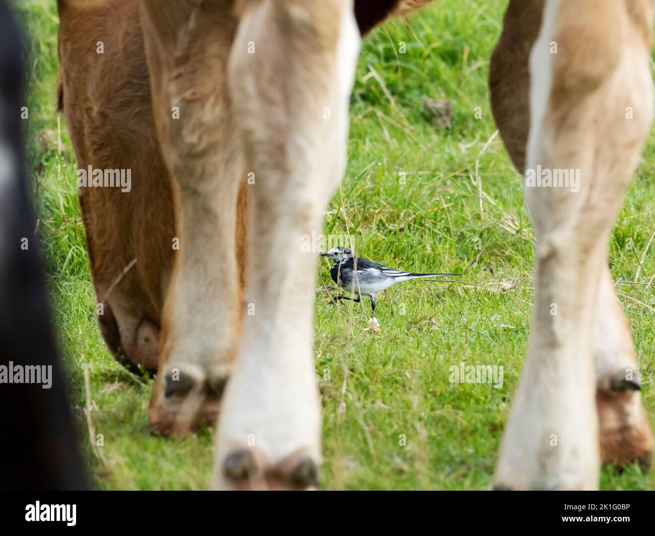 A Pied Wagtail, Motacilla alba feeding amongst cattle in Ambleside, Lake District, UK. Stock Photo