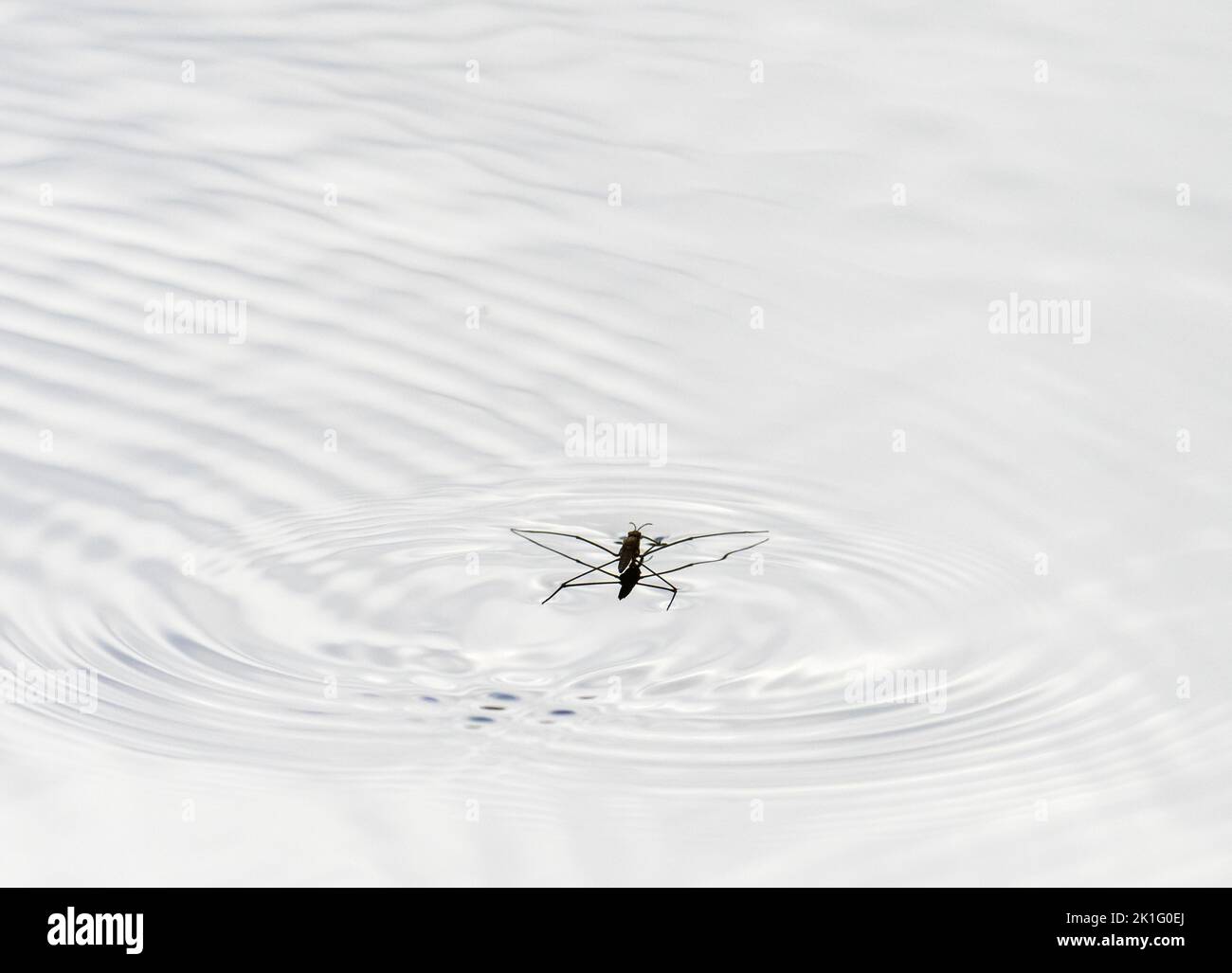 Pond Skater, or Water Strider on the River Brathay in Ambleside, Lake District, UK. Stock Photo