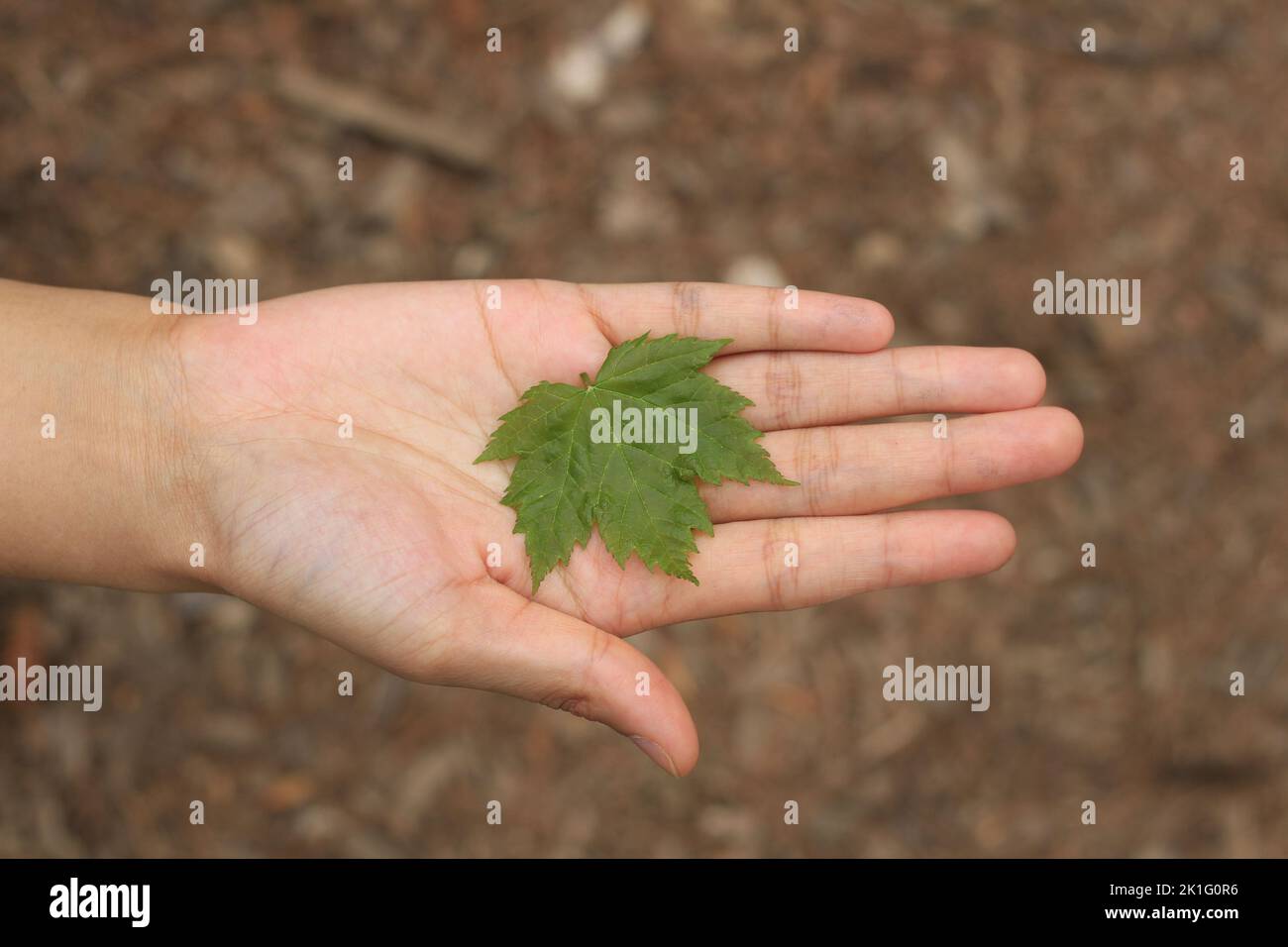Leaf on hand hires stock photography