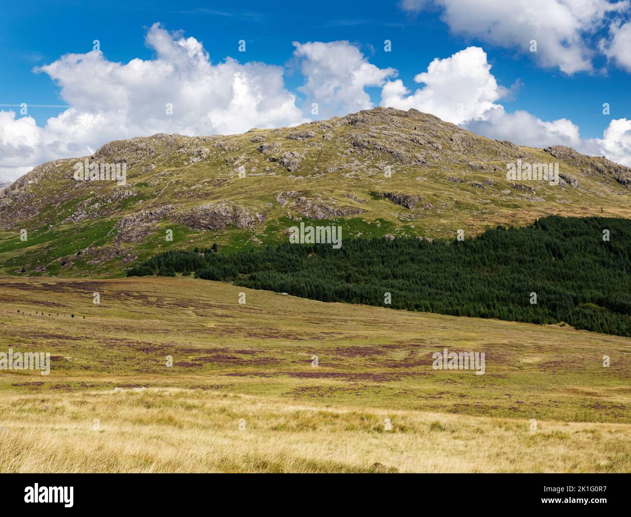 Heather in bloom below Harter Fell above the Duddon Valley, Lake District, UK. Stock Photo