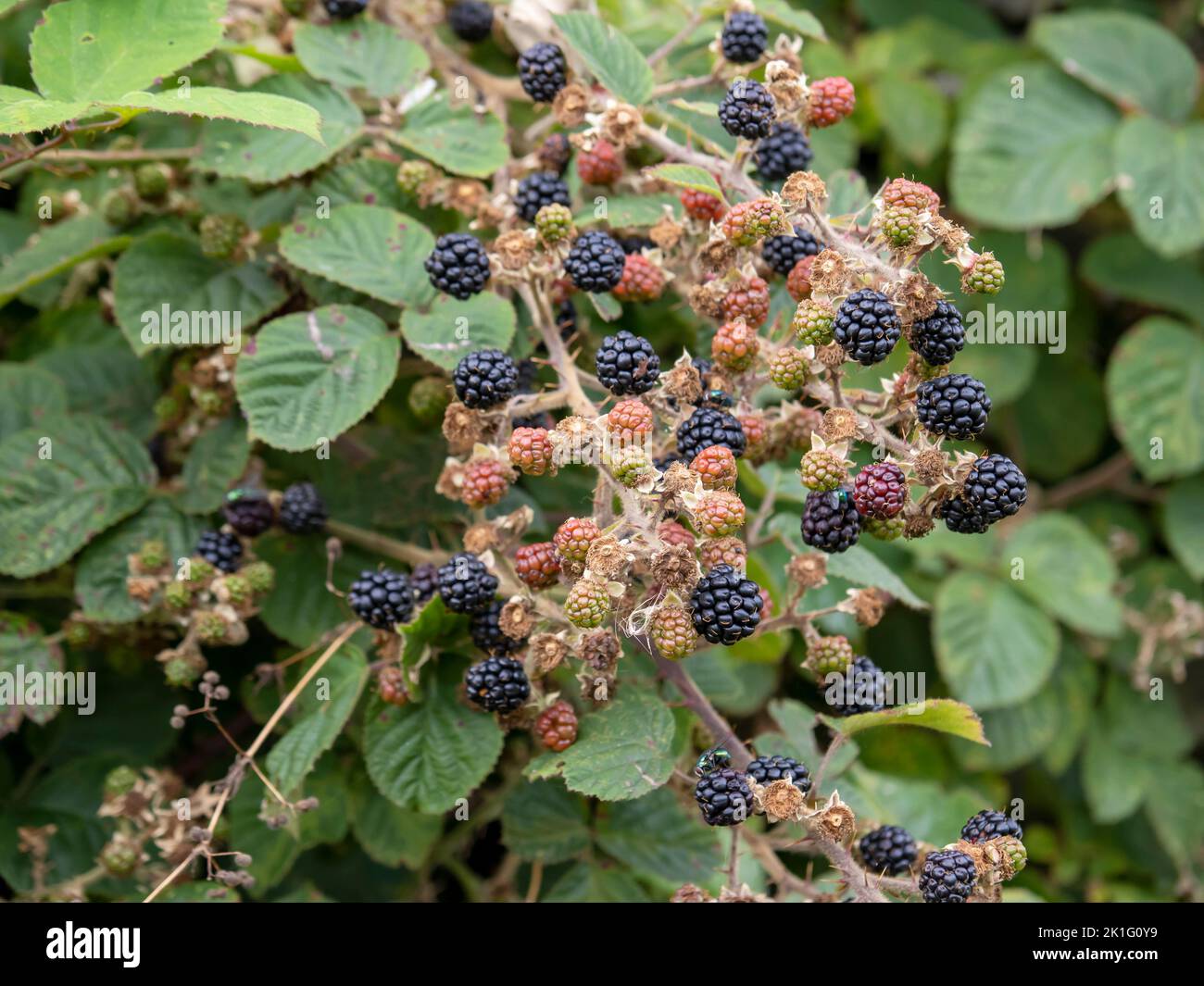 Blackberries in Dale Park in Grizedale Forest, Lake District, UK. Stock Photo