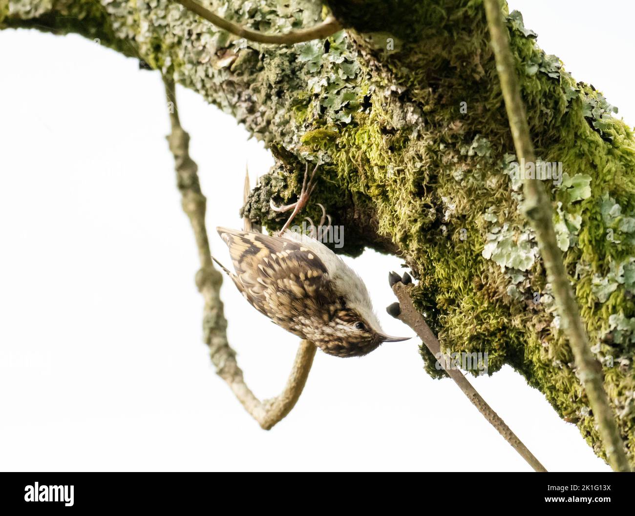 A Eurasian Treecreeper, Certhia familiaris, in Ambleside, Lake District, UK. Stock Photo