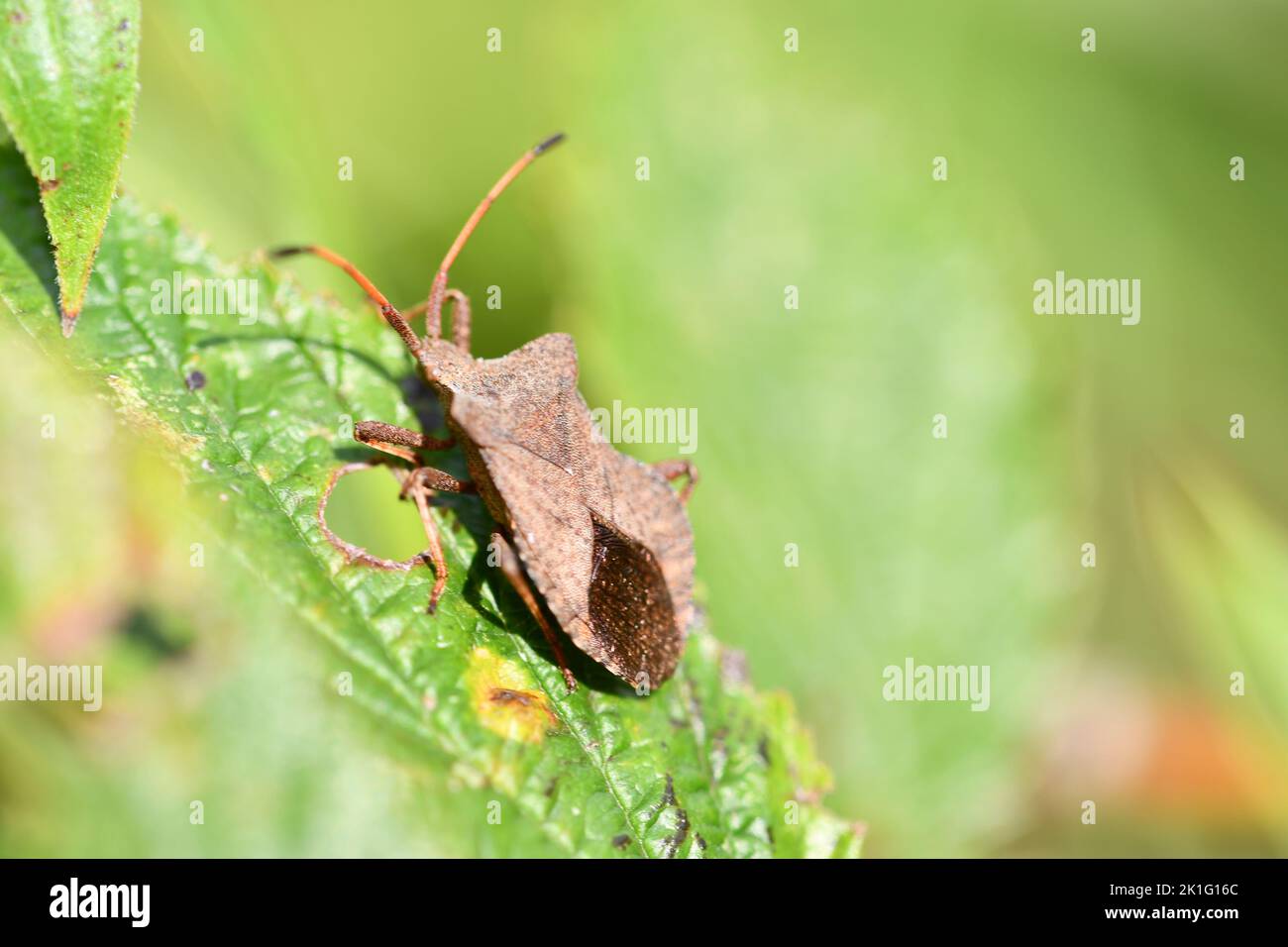 Coreidae, Leaf-footed bug, insects, macro photography, Kilkenny, Ireland Stock Photo