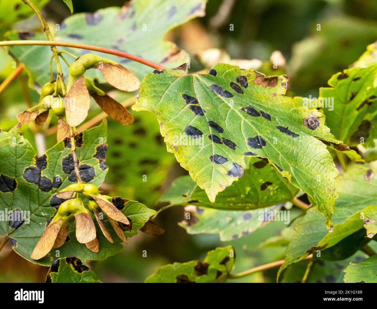 Black Spot Funghi, Asperisporium caricae on Sycamore leaves in Ambleside, Lake District, UK. Stock Photo