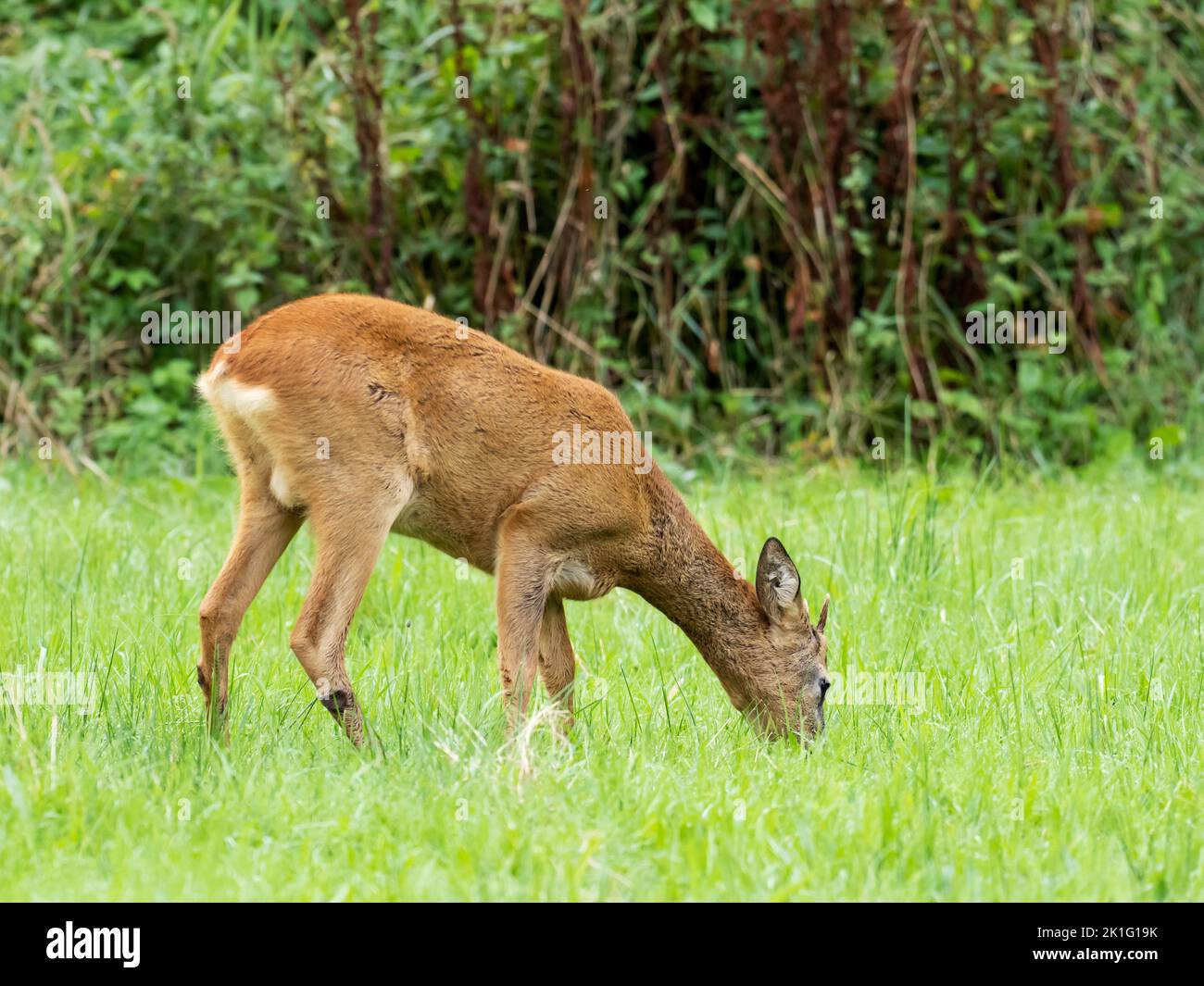 A Buck Roe Deer in Ambleside, Lake District, UK. Stock Photo