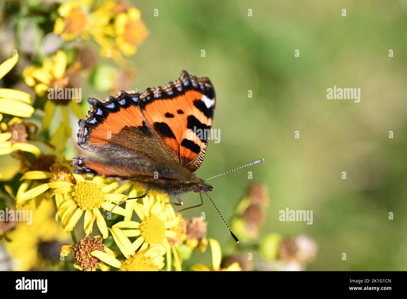 Small Tortoiseshell (Aglais urticae) butterfly on flower, Kilkenny, Ireland Stock Photo
