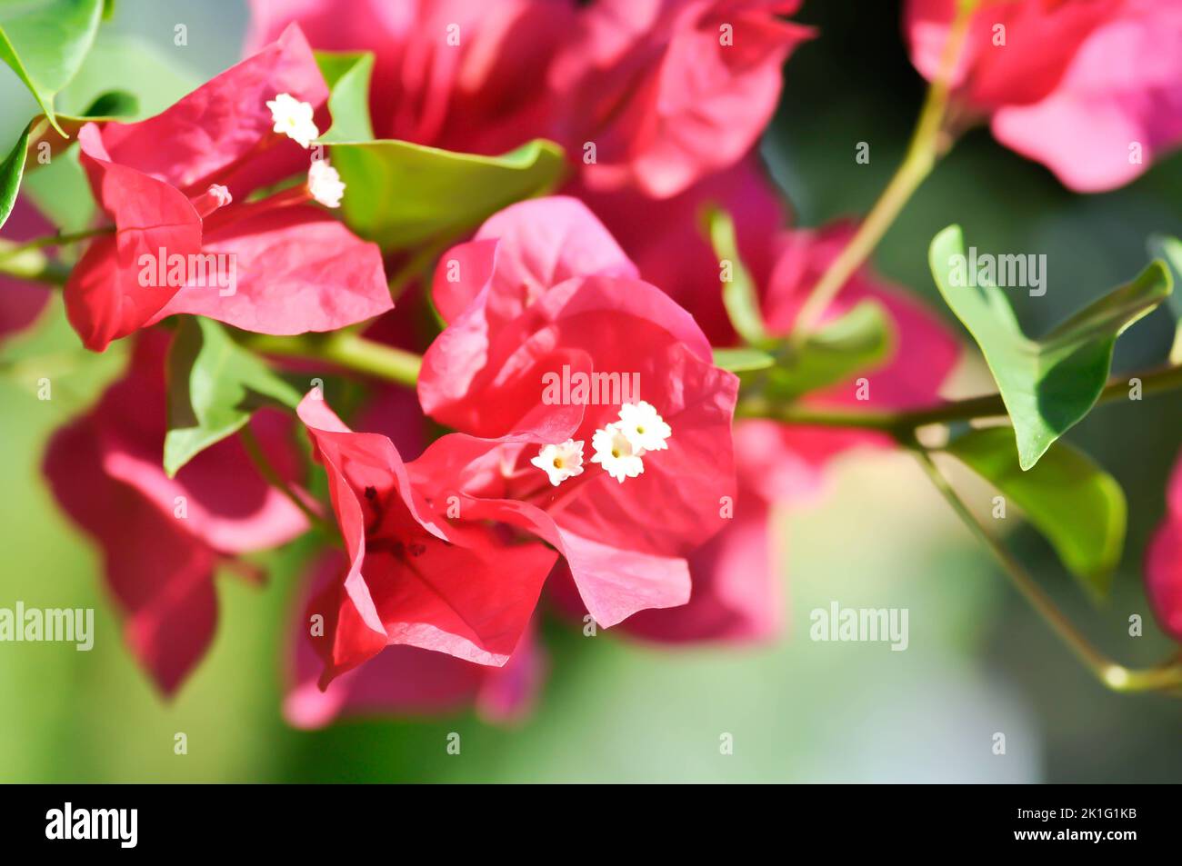 Bougainvillea or paper flower , red paper flower or red flower Stock Photo