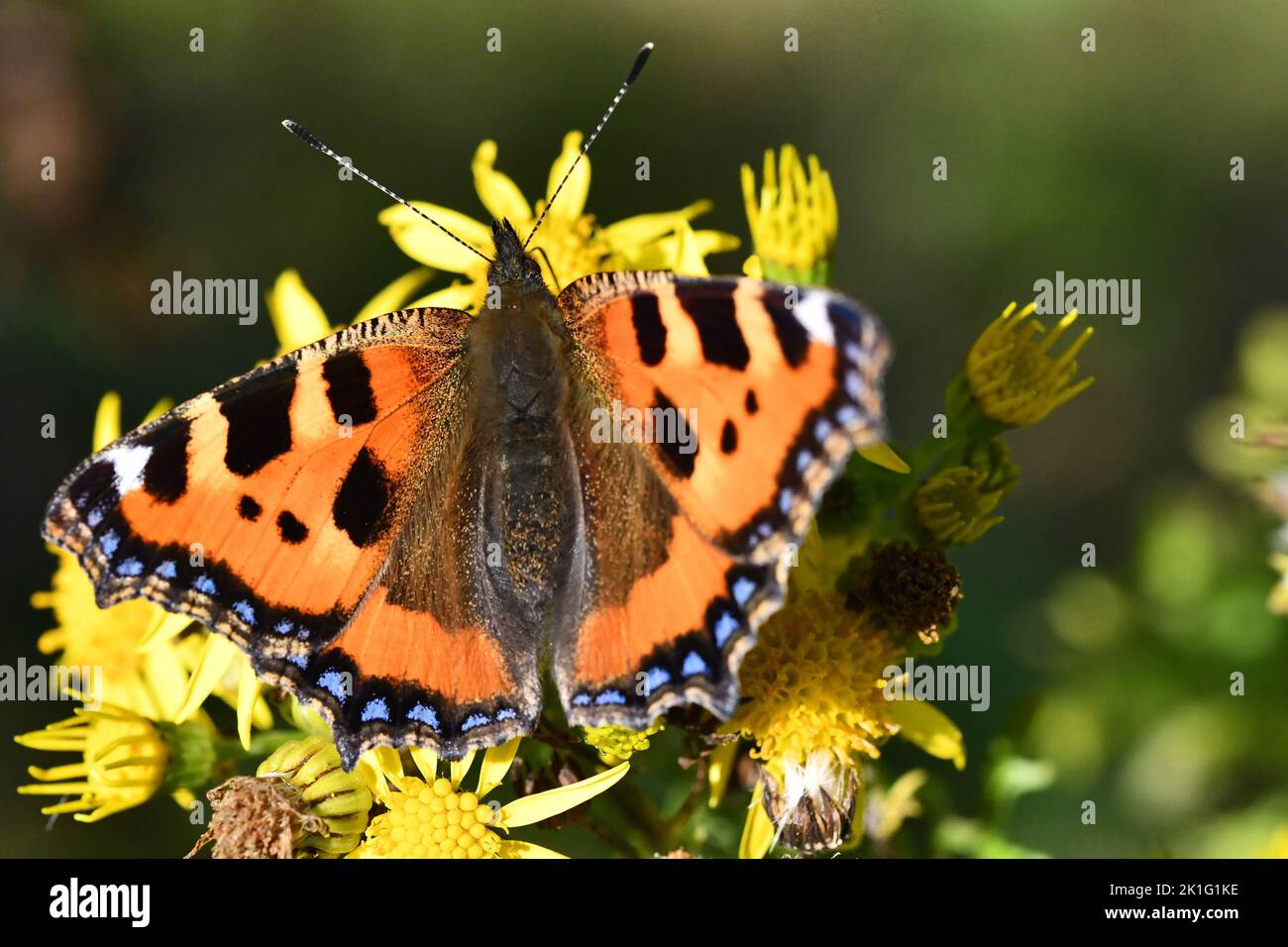 Small Tortoiseshell (Aglais urticae) butterfly on flower, Kilkenny, Ireland Stock Photo