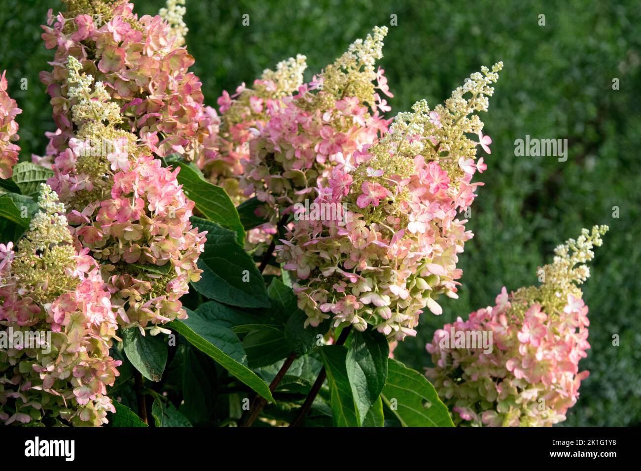 Hydrangea 'Pinky Winky', Hydrangea, Flowers, Hydrangea paniculata, Panicle Hydrangea Pink, Blooms, Garden, Hydrangea paniculata 'Pinky Winky' Stock Photo