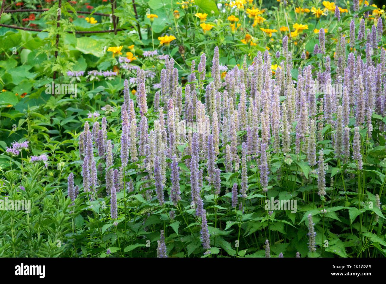 Medicinal herbs, Agastache mexicana, Anise Hyssop, Medicinal garden, Giant Hyssop, Plant blooming Stock Photo