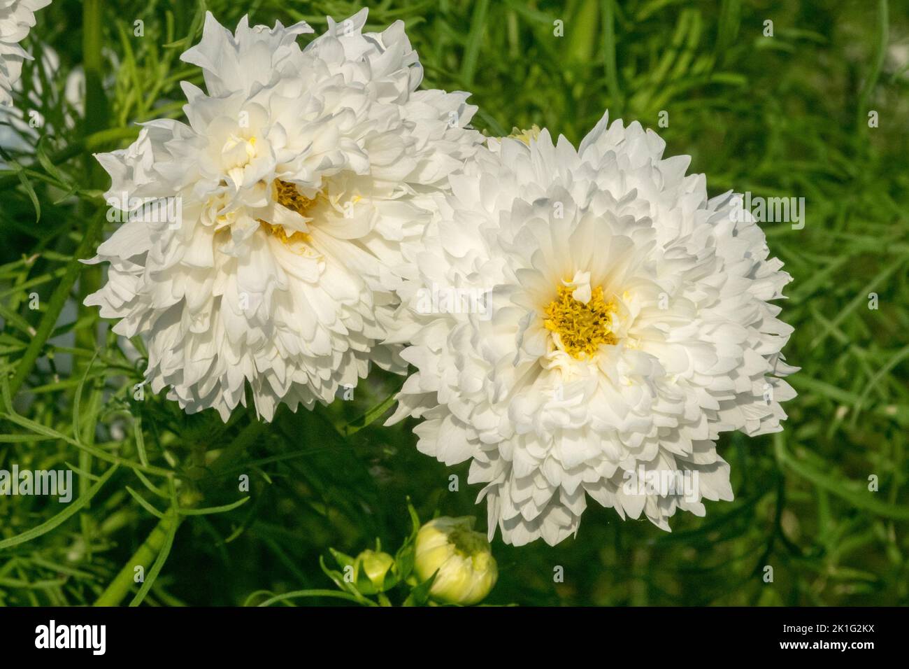 Common Cosmos bipinnatus 'Double Click Snow Puff', Garden cosmos Flower, White, Blooms Stock Photo