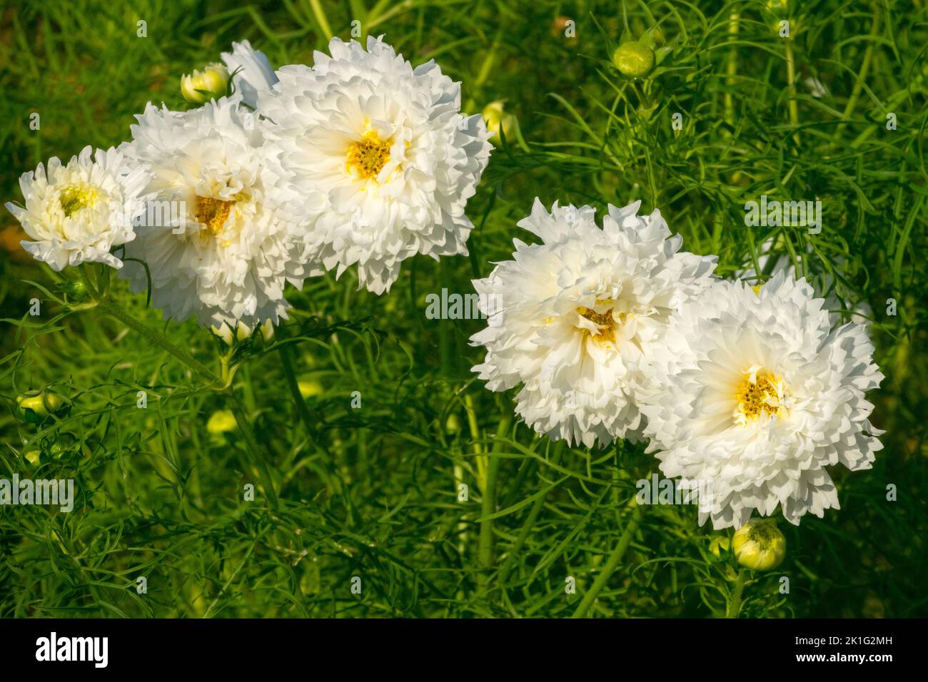 Cosmos bipinnatus "Double Click Snow Puff", Garden Flowers, White