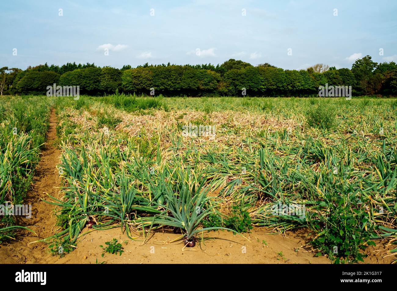 Drought stricken onion crop Stock Photo