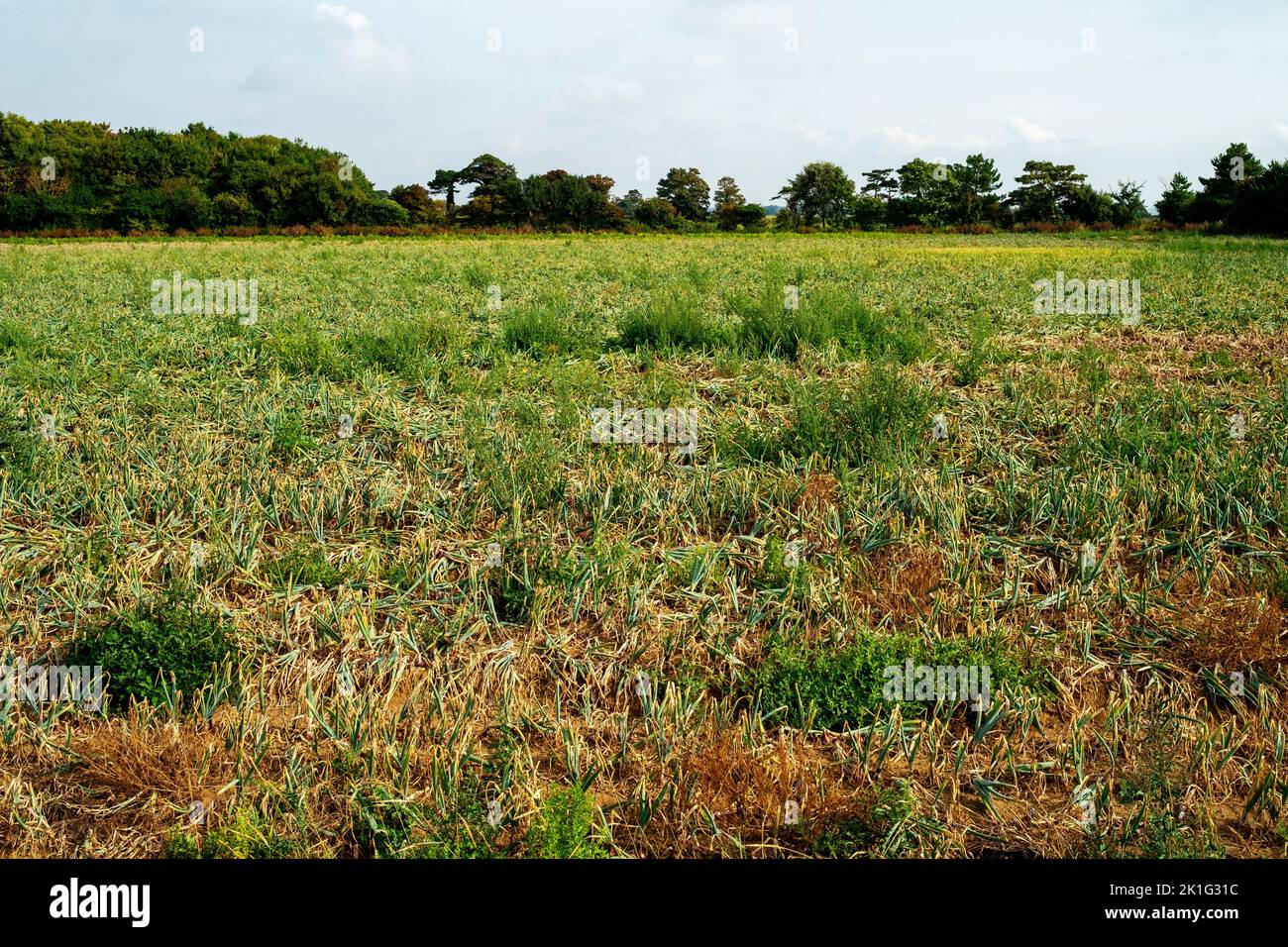 Drought stricken onion crop Stock Photo