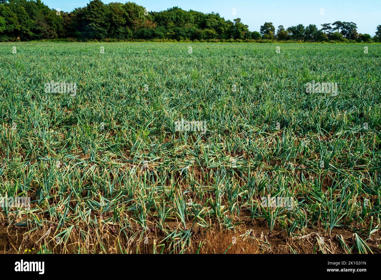 Drought stricken onion crop Stock Photo