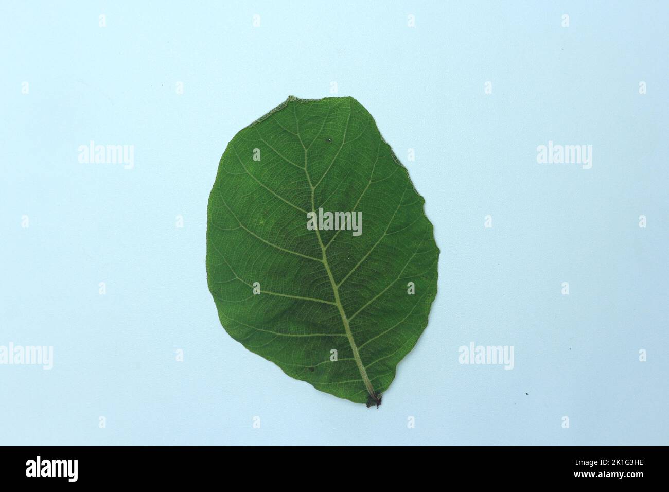 Green teak leaf isolated on white background Stock Photo - Alamy