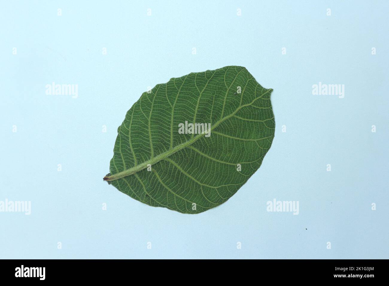 Green teak leaf isolated on white background Stock Photo - Alamy