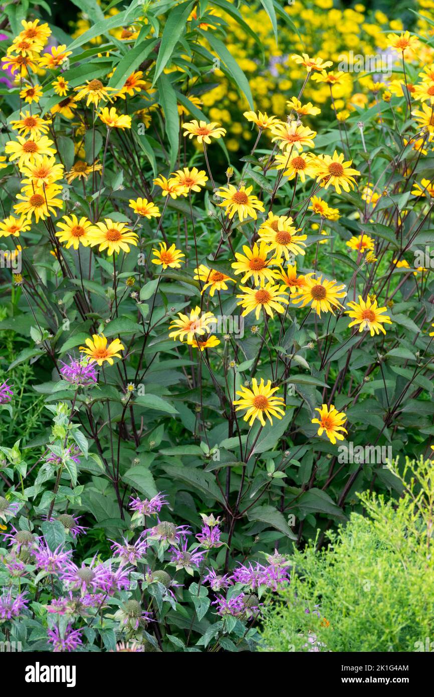 Ox-eye, Plants, Heliopsis, Scabra, False sunflower, Burning Hearts, August, Summer, Plant, Helianthoides Stock Photo