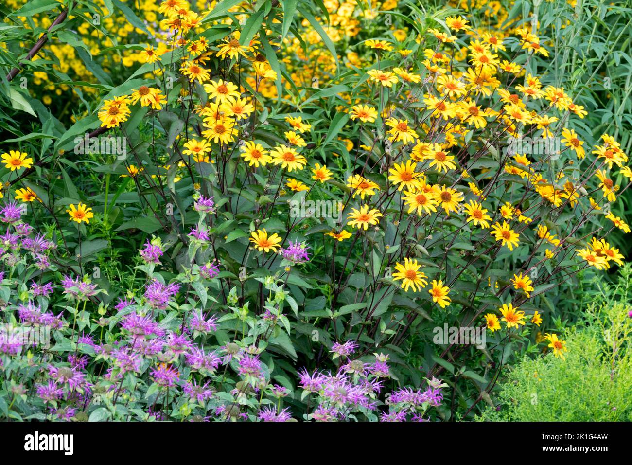 False sunflower, Ox-eye, Plant, Garden, Purple, Yellow, Flowers, Monarda, Border, Edge Stock Photo